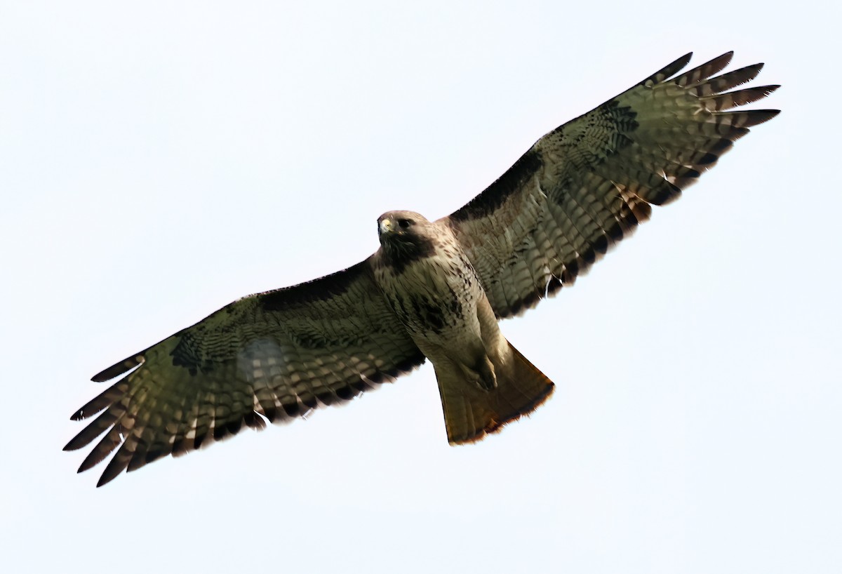 Red-tailed Hawk - ML619705168