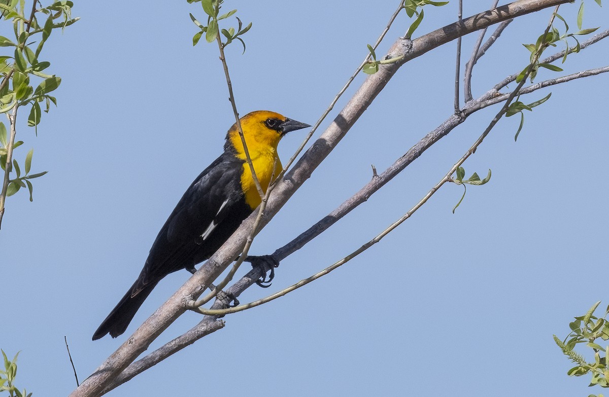 Yellow-headed Blackbird - ML619705187