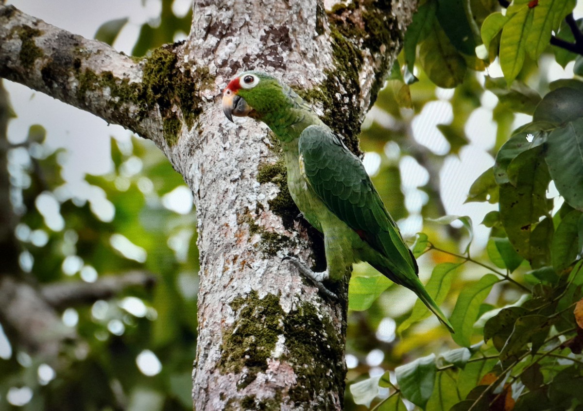 Red-lored Parrot - ML619705202