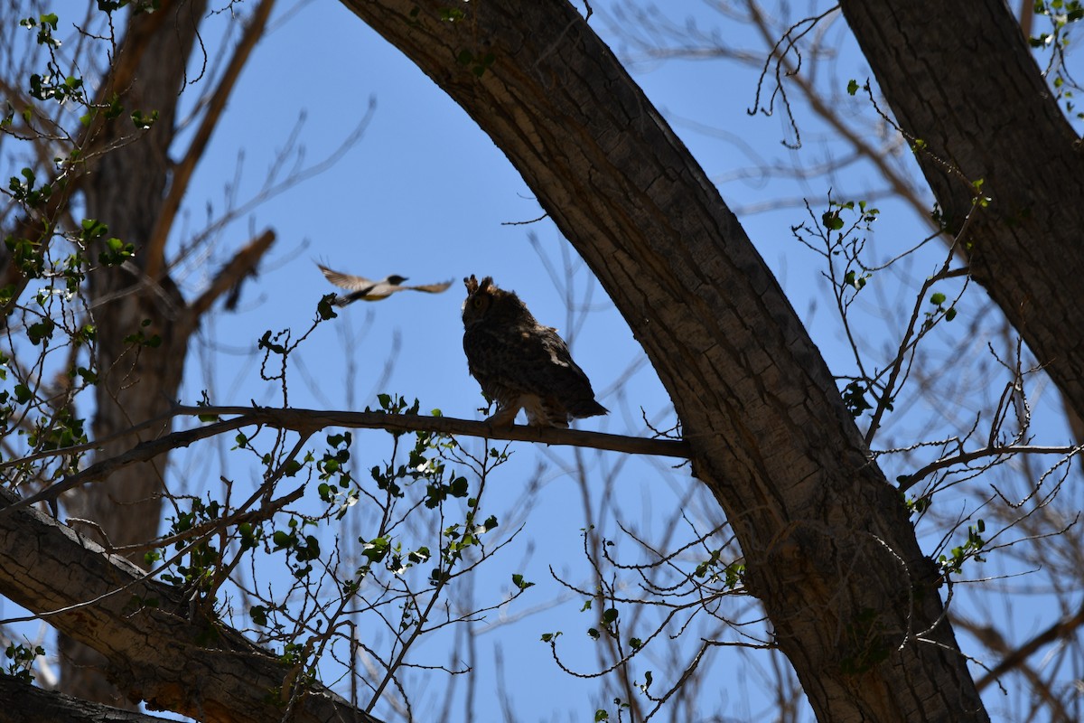 Great Horned Owl - ML619705223