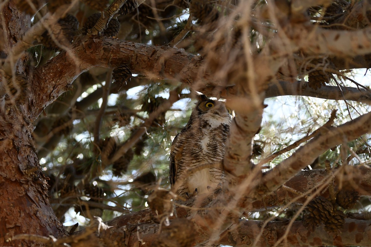 Great Horned Owl - ML619705232