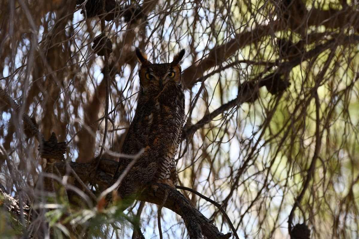 Great Horned Owl - ML619705234