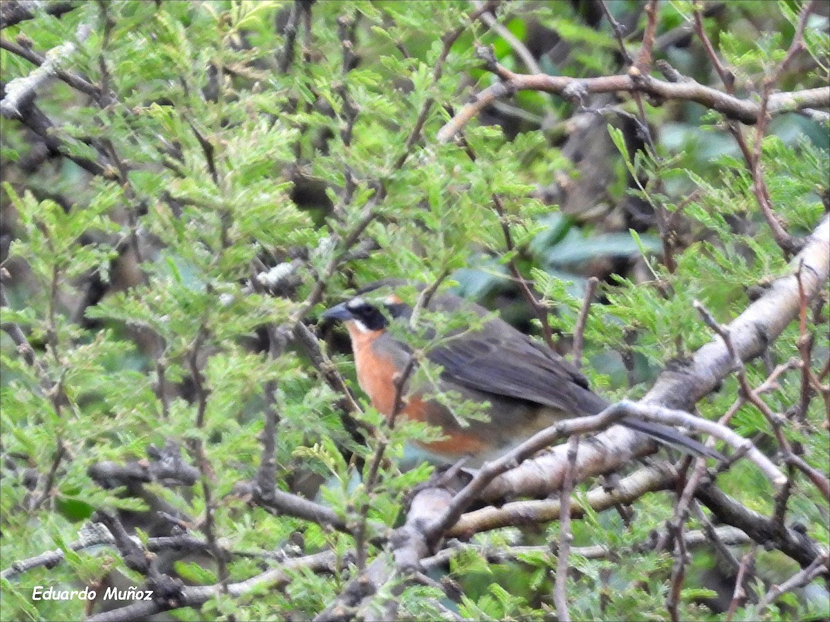 Black-and-rufous Warbling Finch - ML619705255