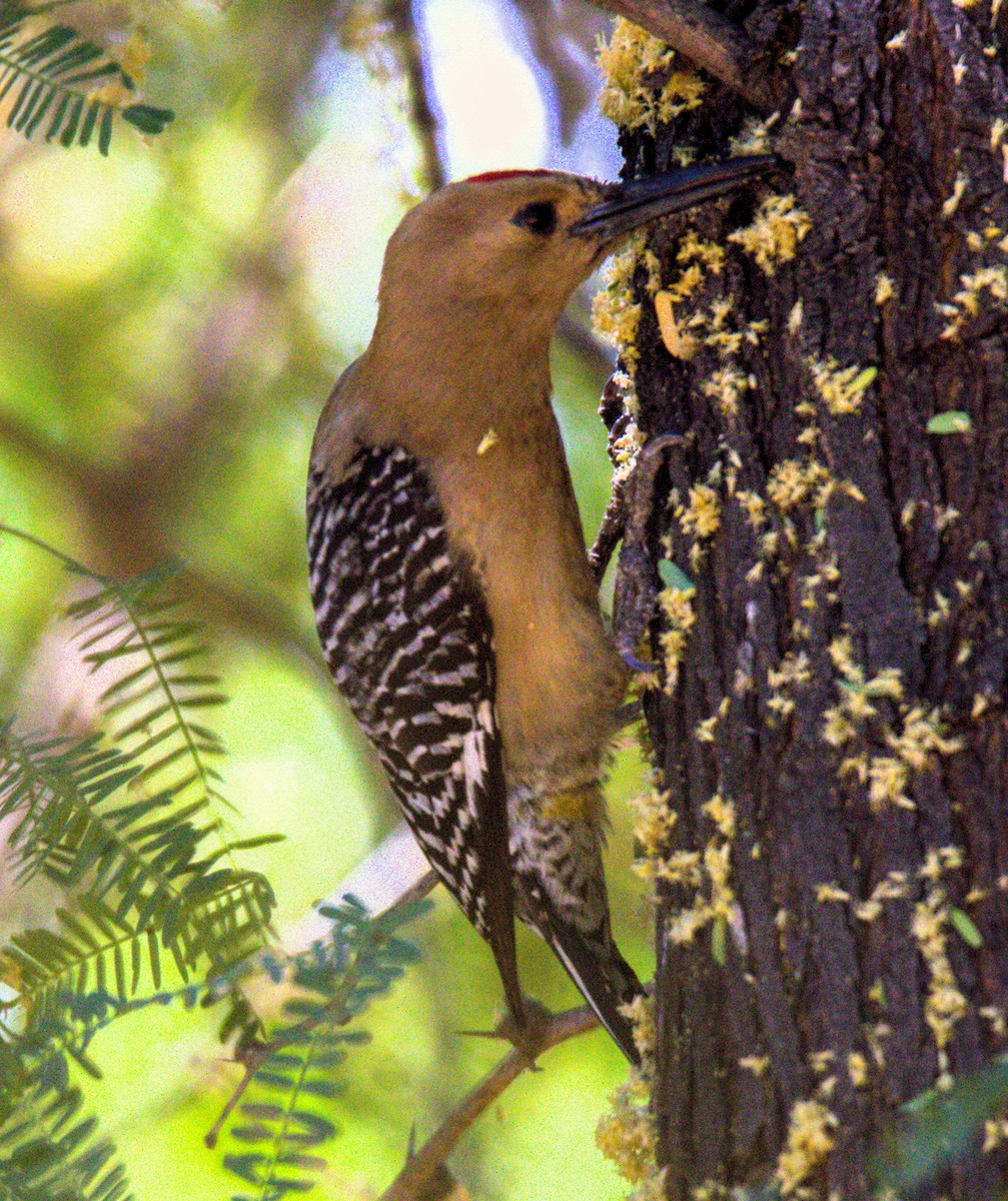 Gila Woodpecker - ML619705313