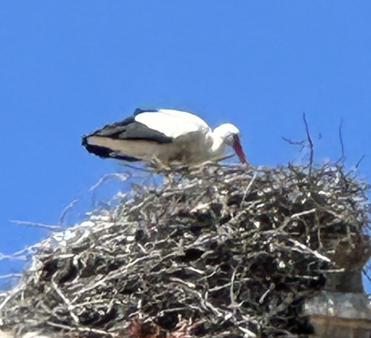 White Stork - ML619705338