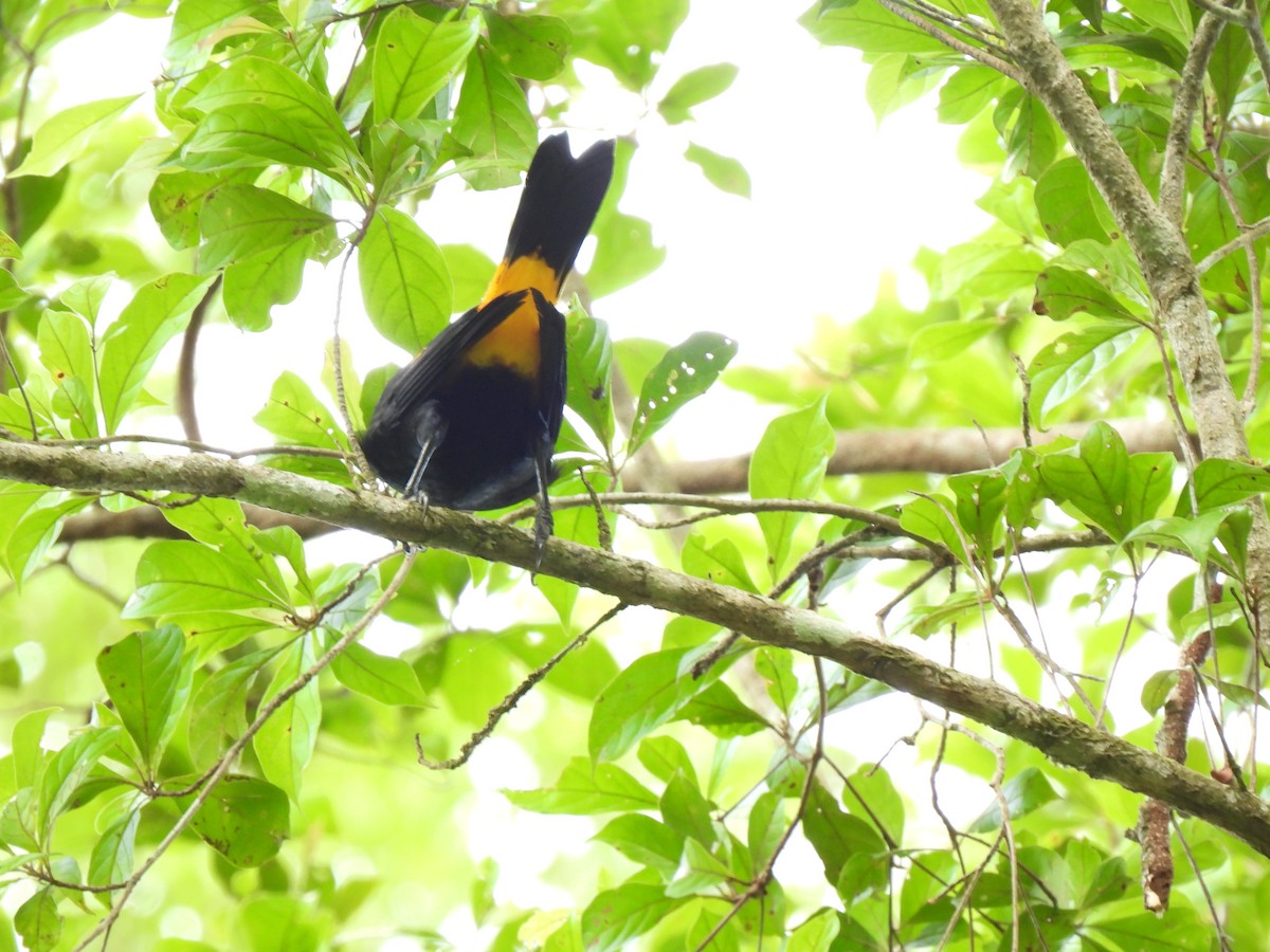 Yellow-rumped Cacique - ML619705355
