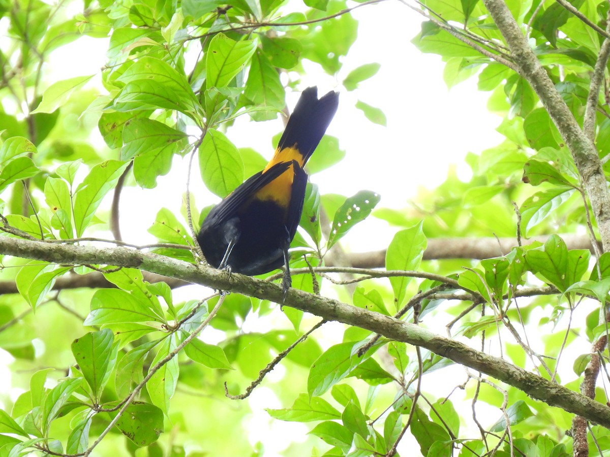 Yellow-rumped Cacique - ML619705356