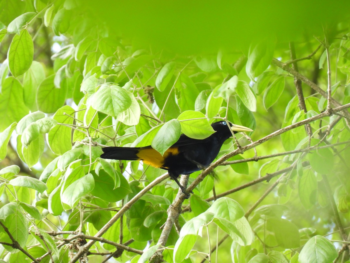 Yellow-rumped Cacique - ML619705357