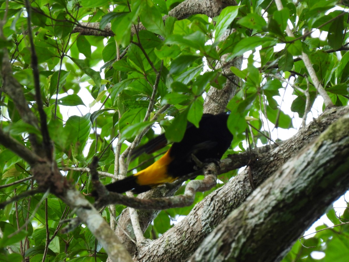 Yellow-rumped Cacique - ML619705358