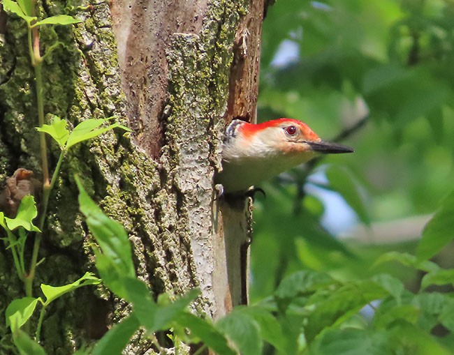 Red-bellied Woodpecker - ML619705363