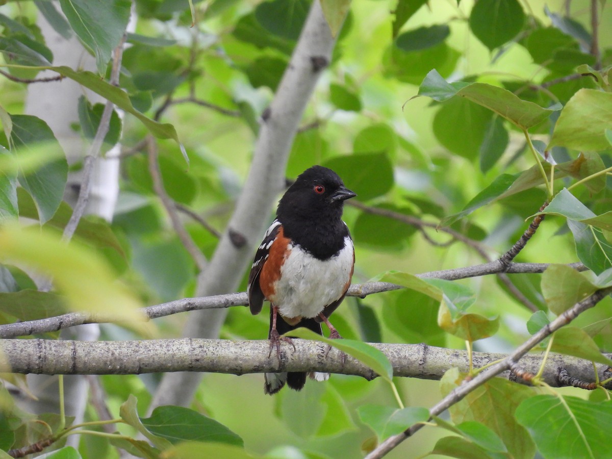 Spotted Towhee - ML619705379