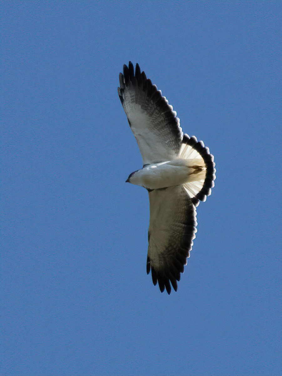 Variable Hawk (Red-backed) - ML619705394