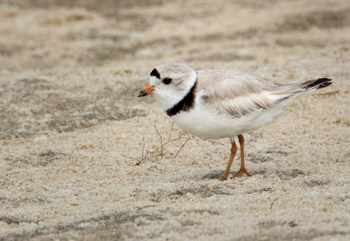 Piping Plover - ML619705437