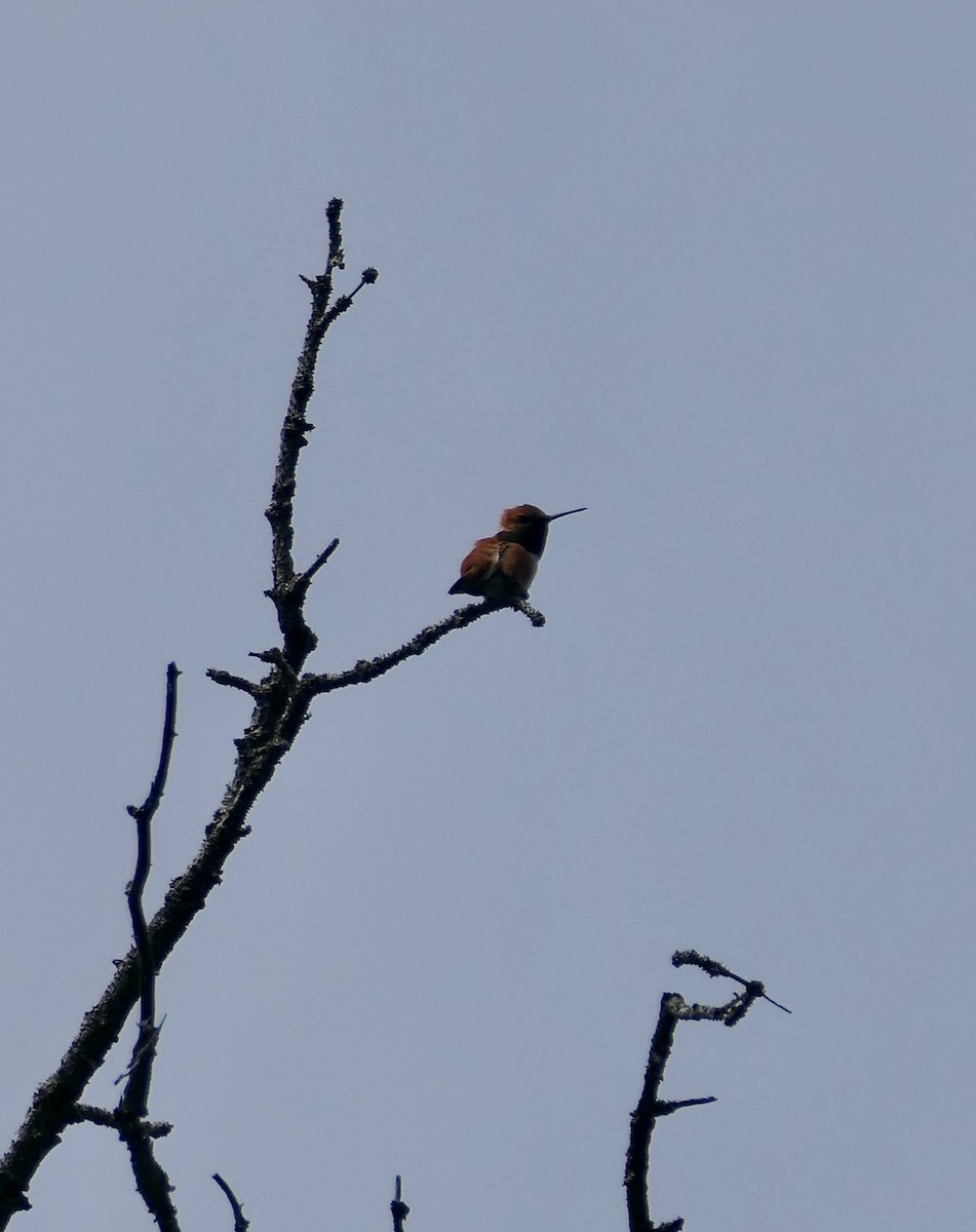 Rufous Hummingbird - ML619705445