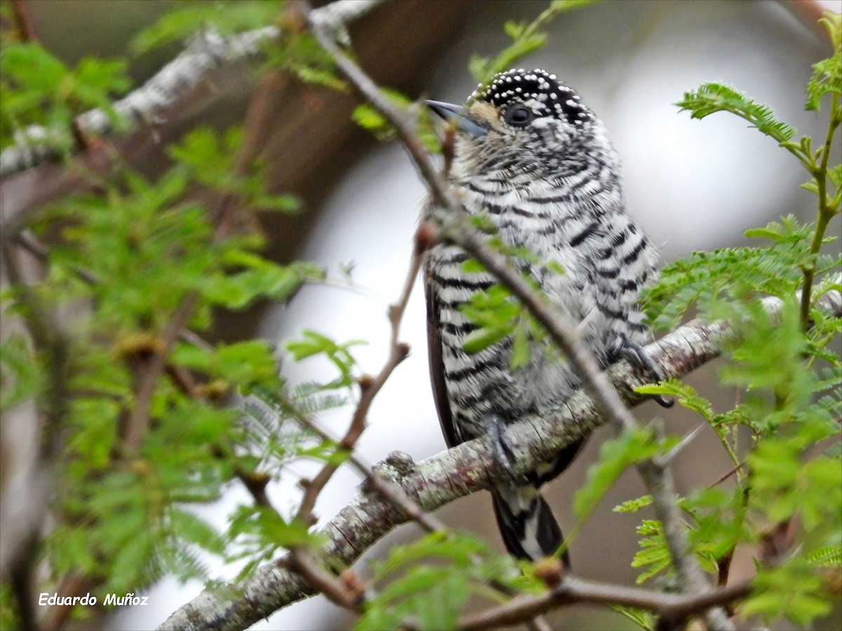 White-barred Piculet - ML619705462