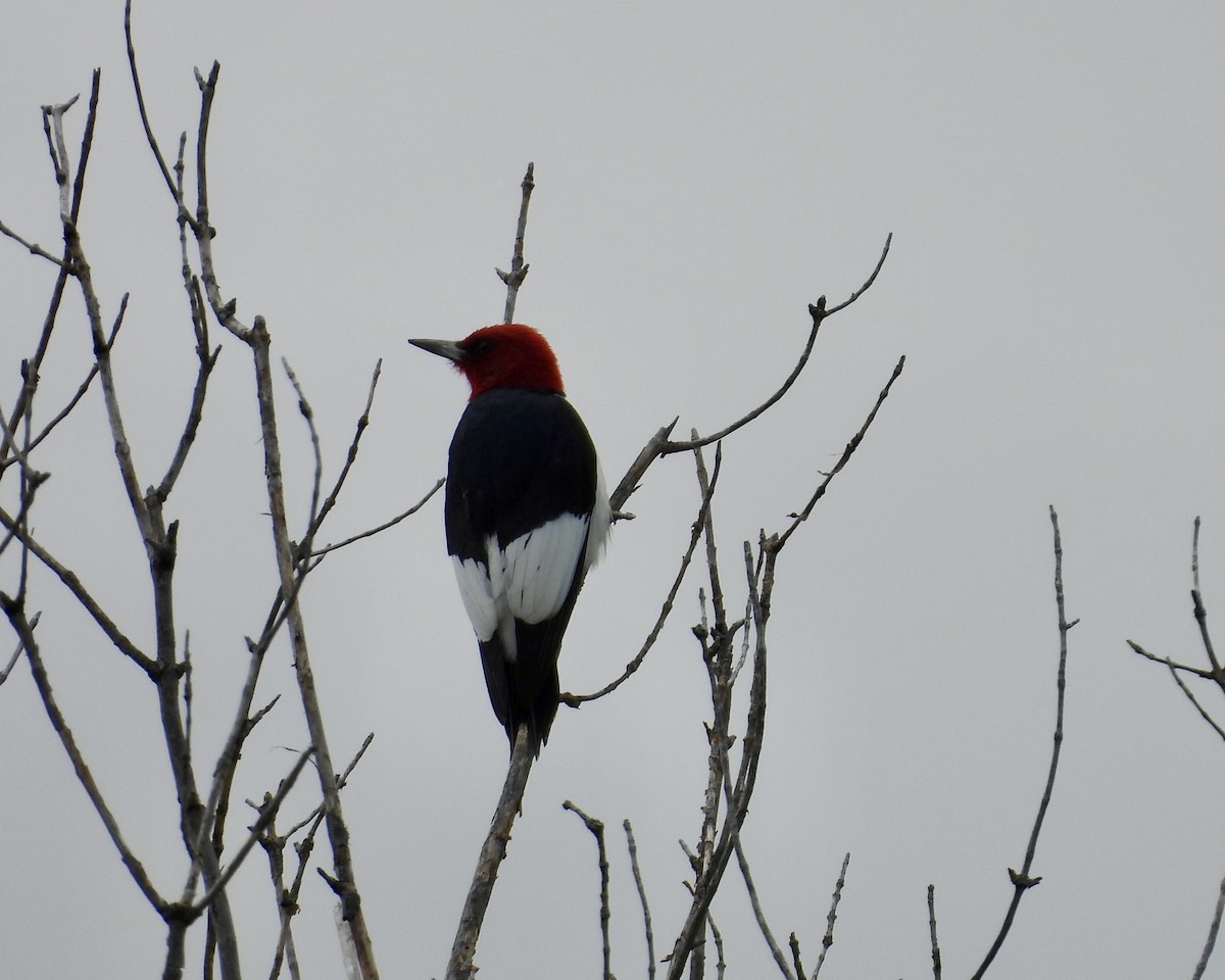 Red-headed Woodpecker - ML619705470
