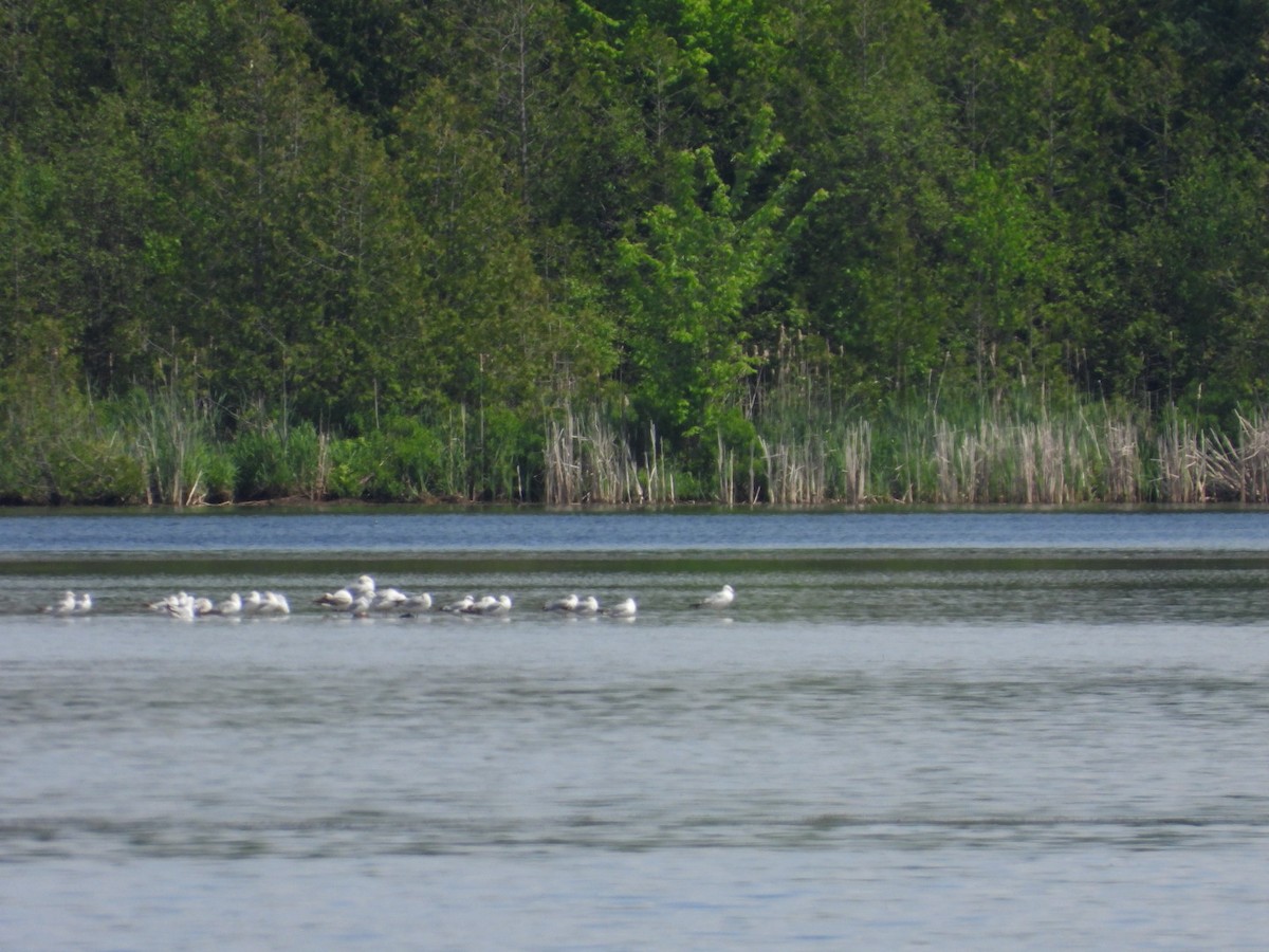 Ring-billed Gull - ML619705476