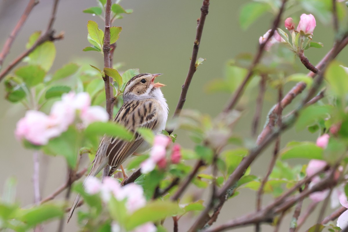 Clay-colored Sparrow - ML619705536