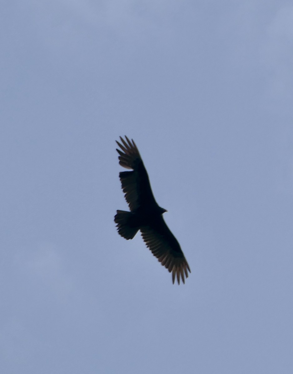 Turkey Vulture - ML619705546