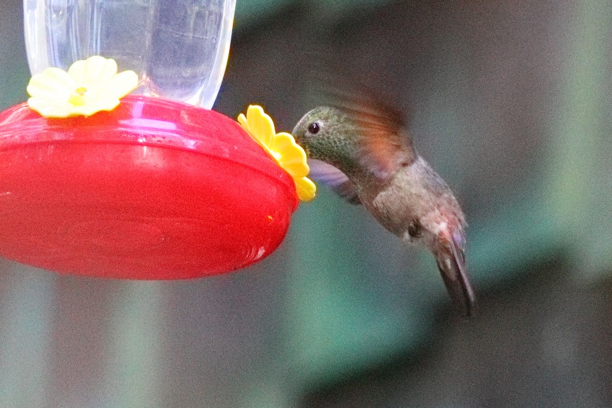 kolibřík mexický - ML619705554