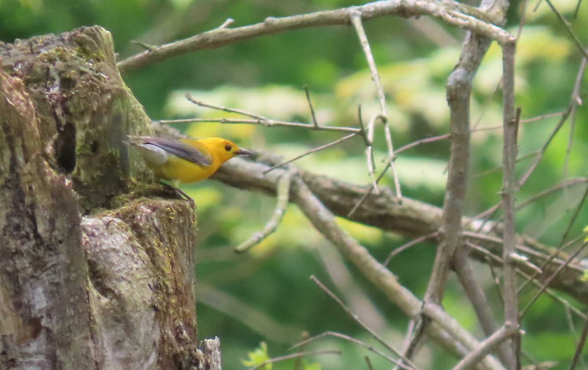 Prothonotary Warbler - ML619705591