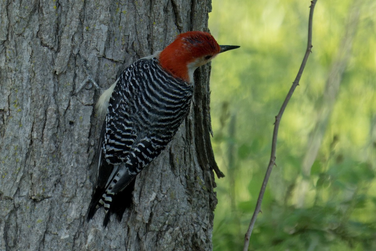 Red-bellied Woodpecker - ML619705659