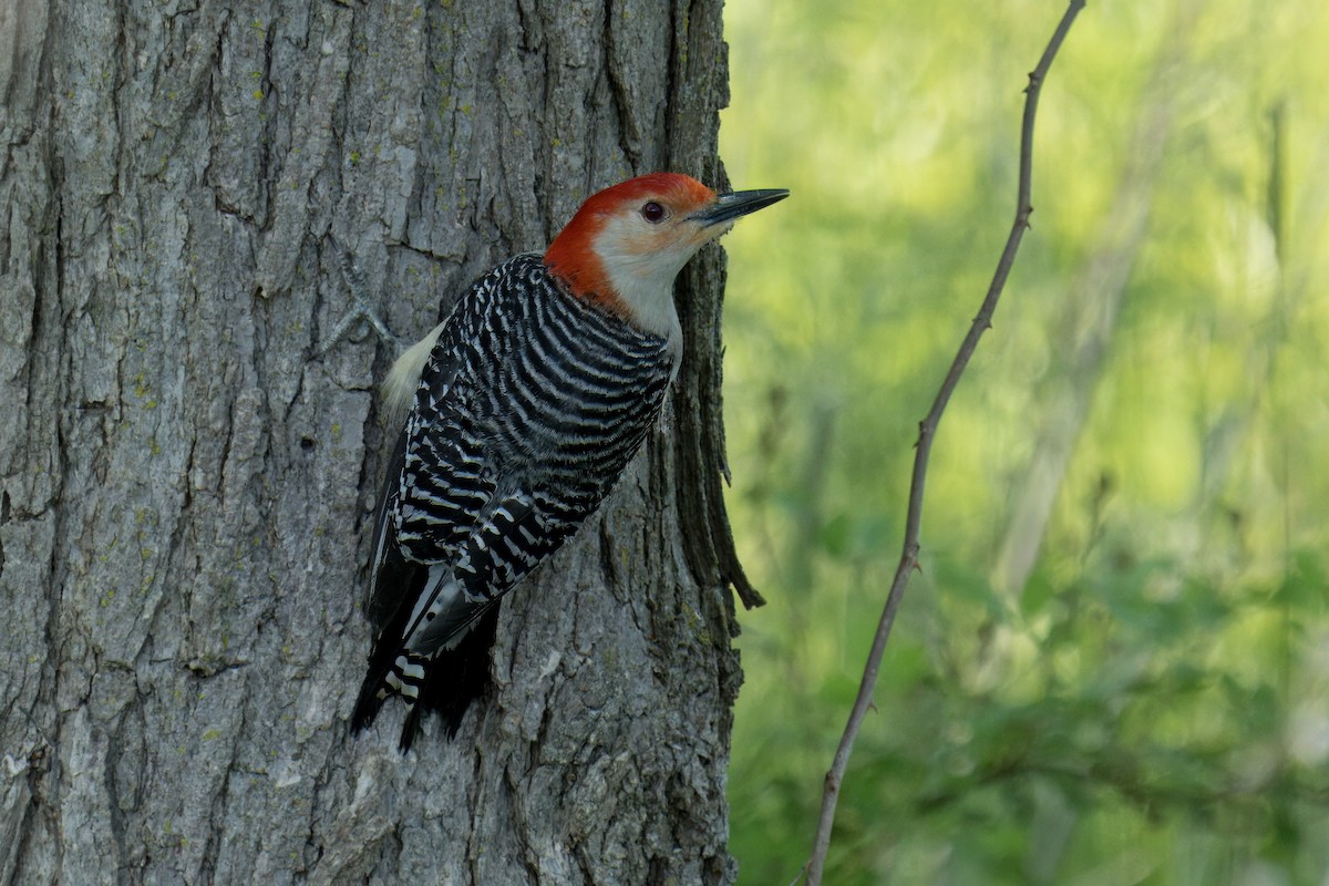 Red-bellied Woodpecker - ML619705660