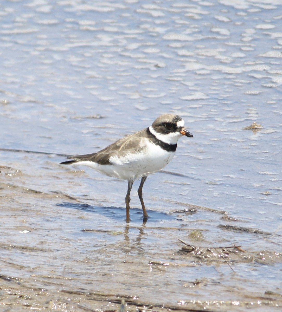 Semipalmated Plover - ML619705662