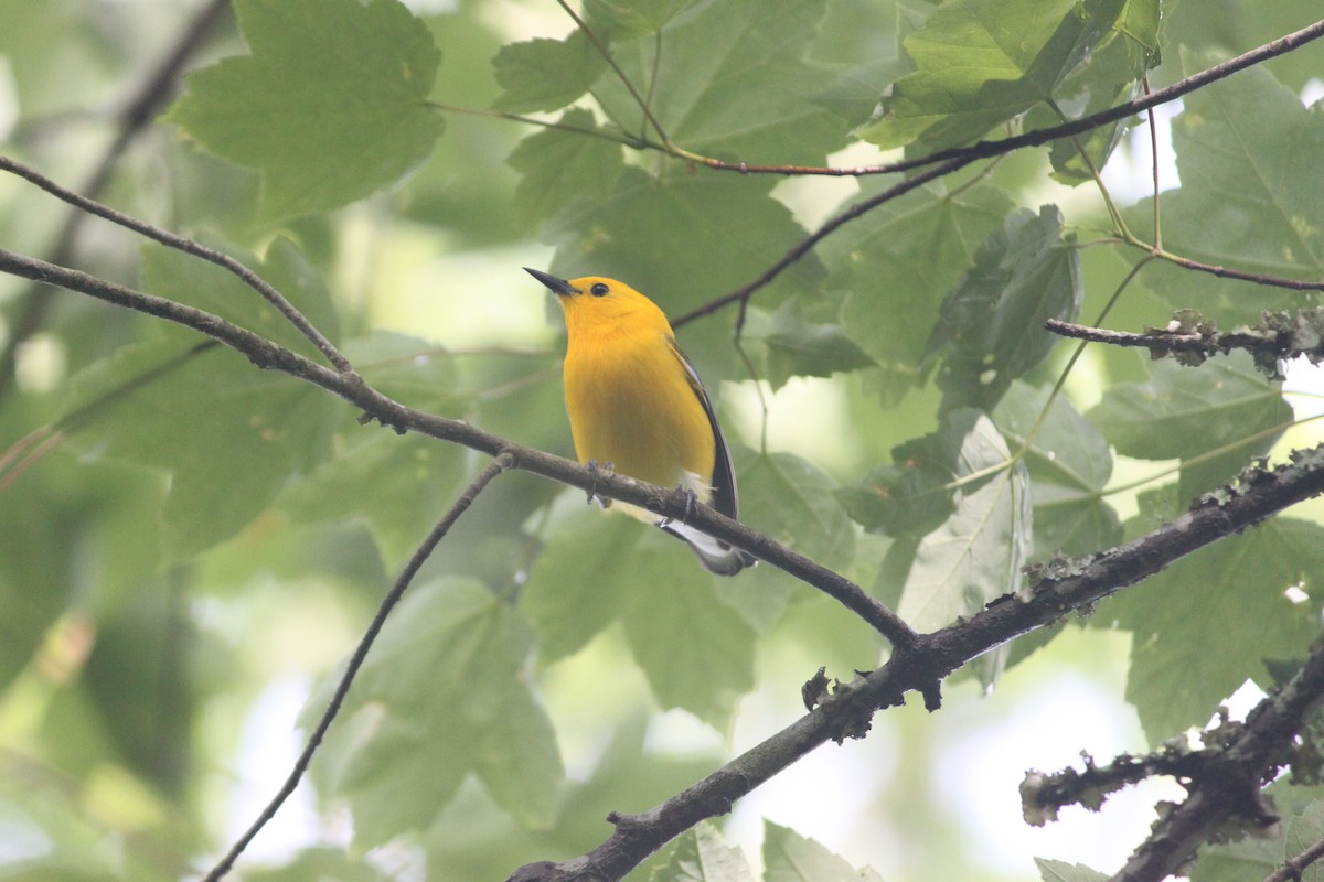 Prothonotary Warbler - ML619705690