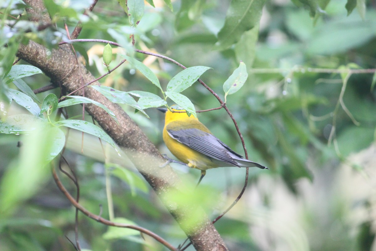 Prothonotary Warbler - ML619705691