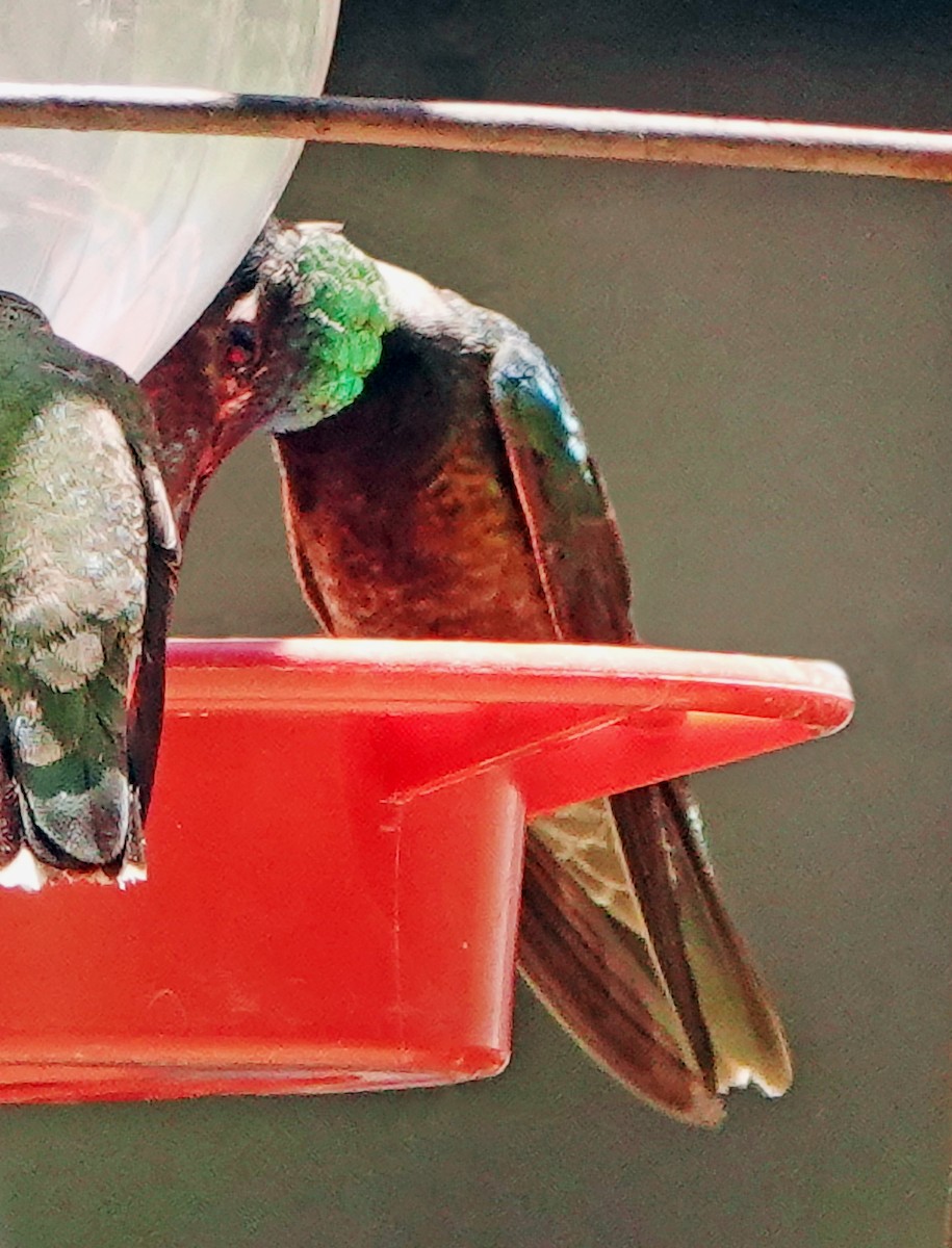 kolibřík skvostný - ML619705701