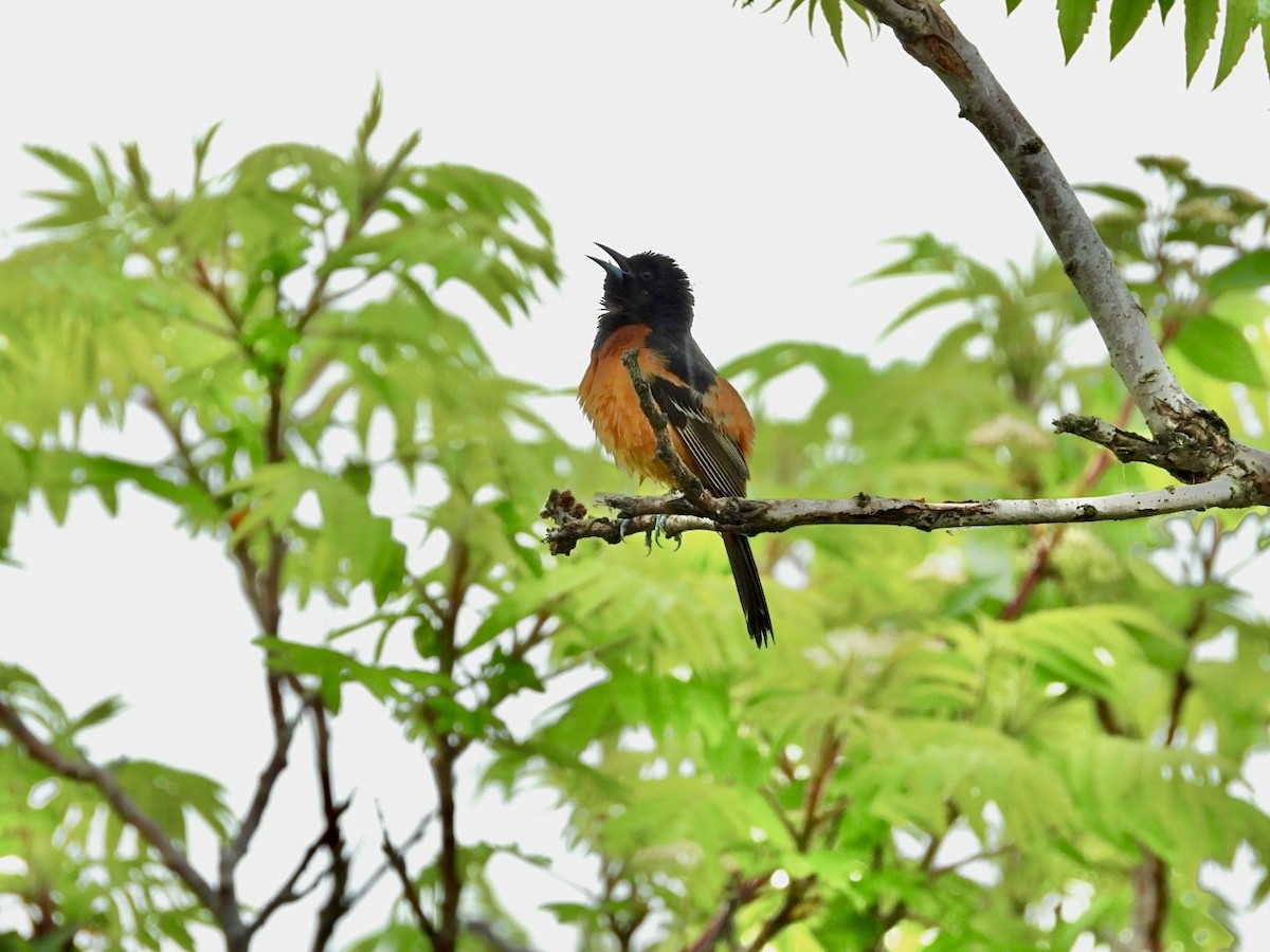 Orchard Oriole - ML619705754