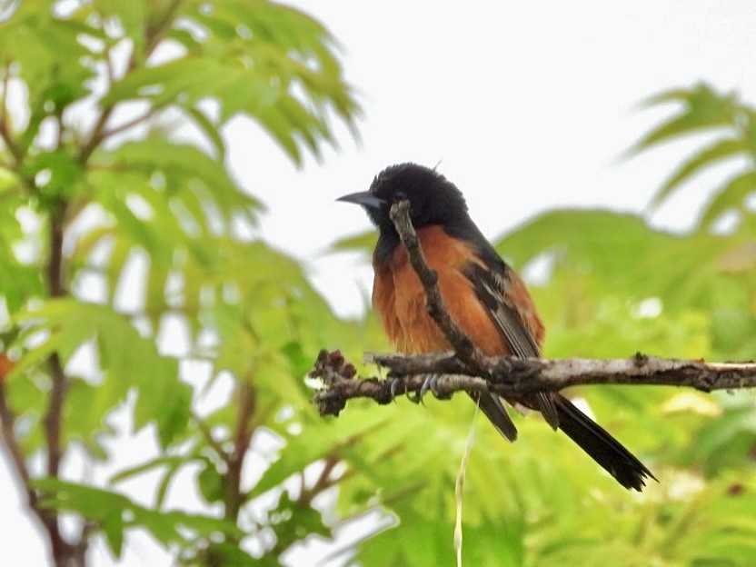 Orchard Oriole - ML619705756