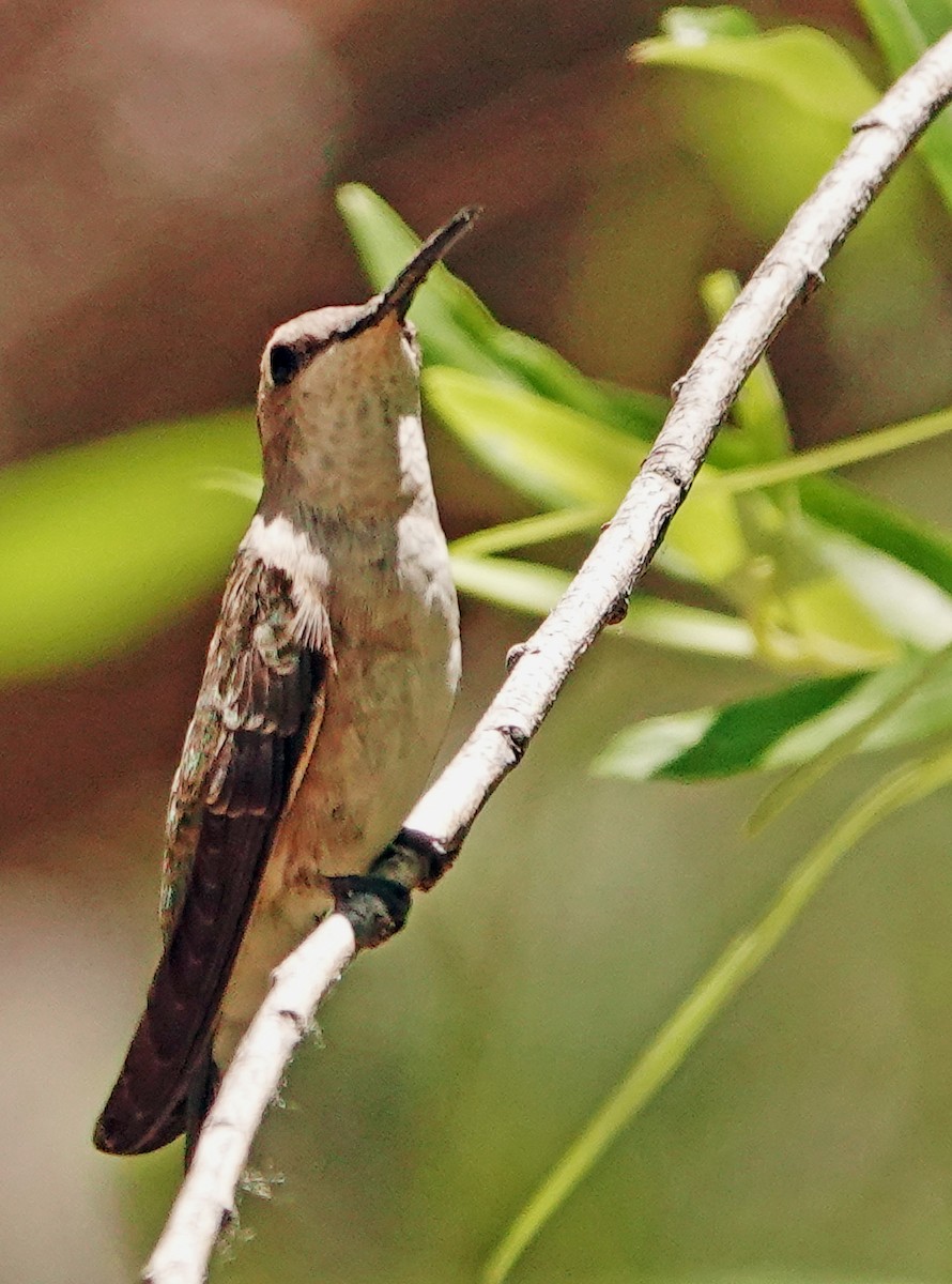 Black-chinned Hummingbird - ML619705775