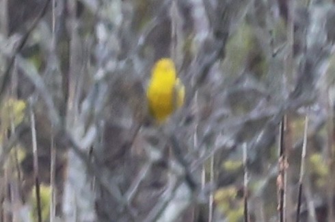 Yellow Warbler - ML619705776