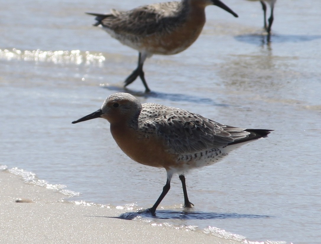 Red Knot - ML619705778