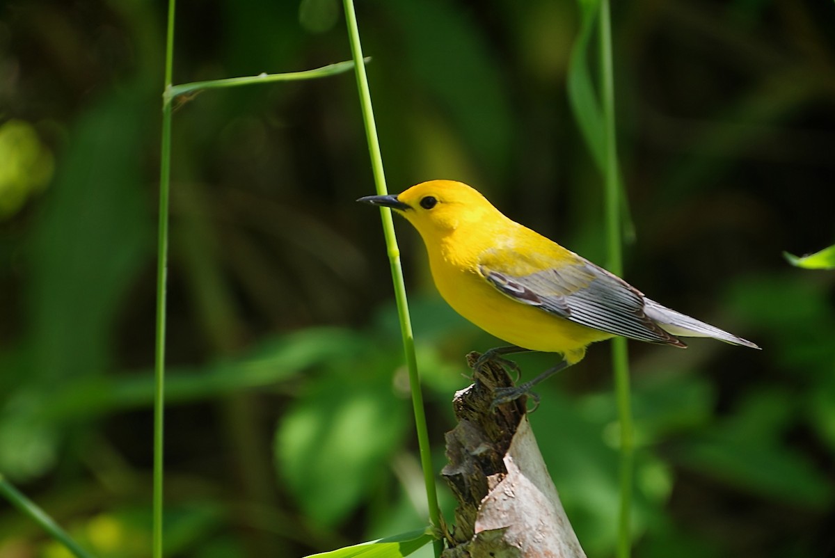 Prothonotary Warbler - ML619705783