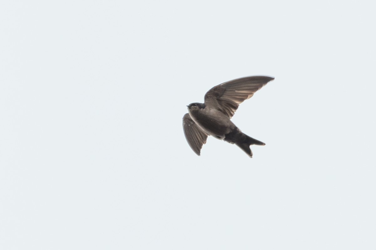 Brown-bellied Swallow - ML619705820