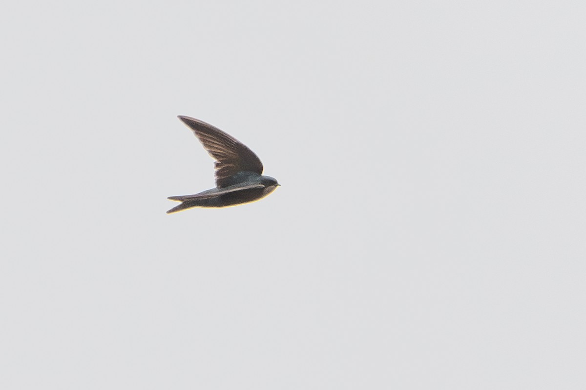 Brown-bellied Swallow - ML619705821