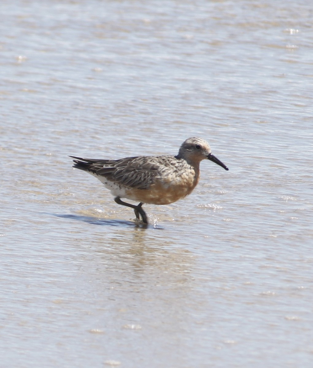 Red Knot - ML619705844