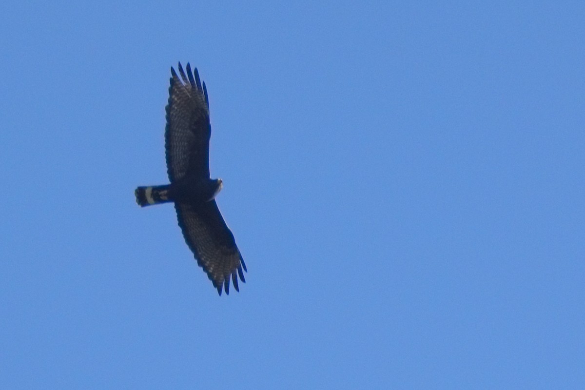 Zone-tailed Hawk - ML619705870