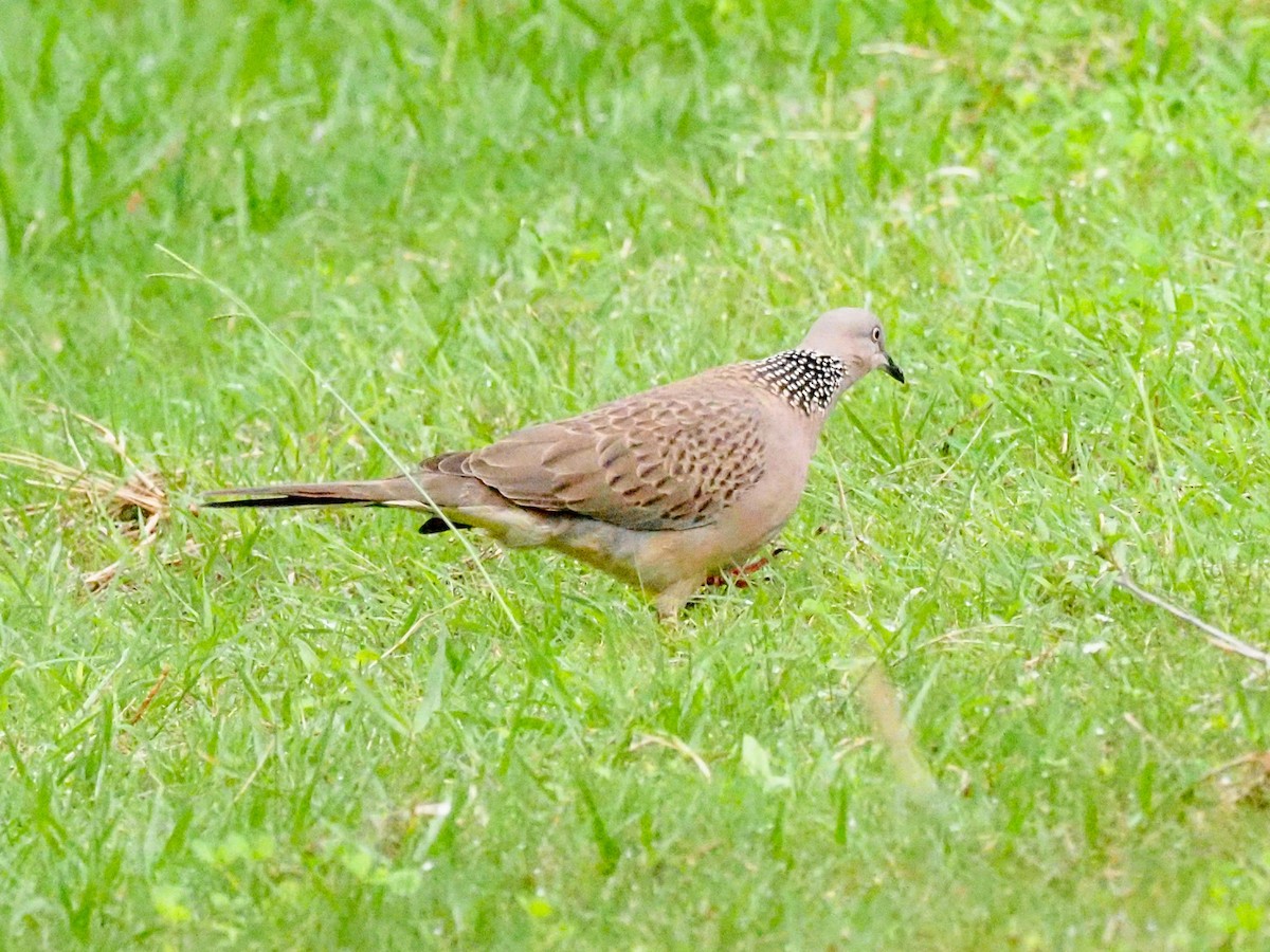 Spotted Dove - ML619705879