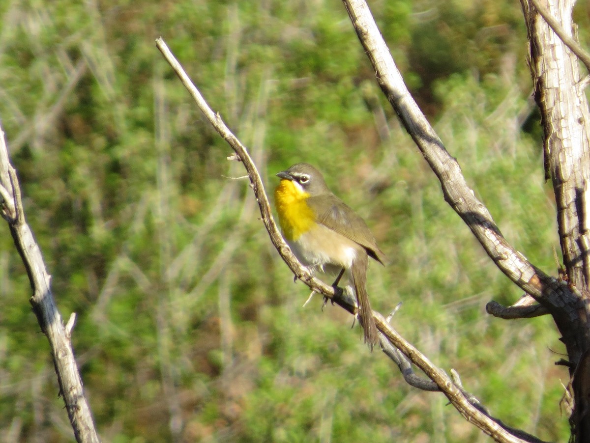 Yellow-breasted Chat - ML619705884