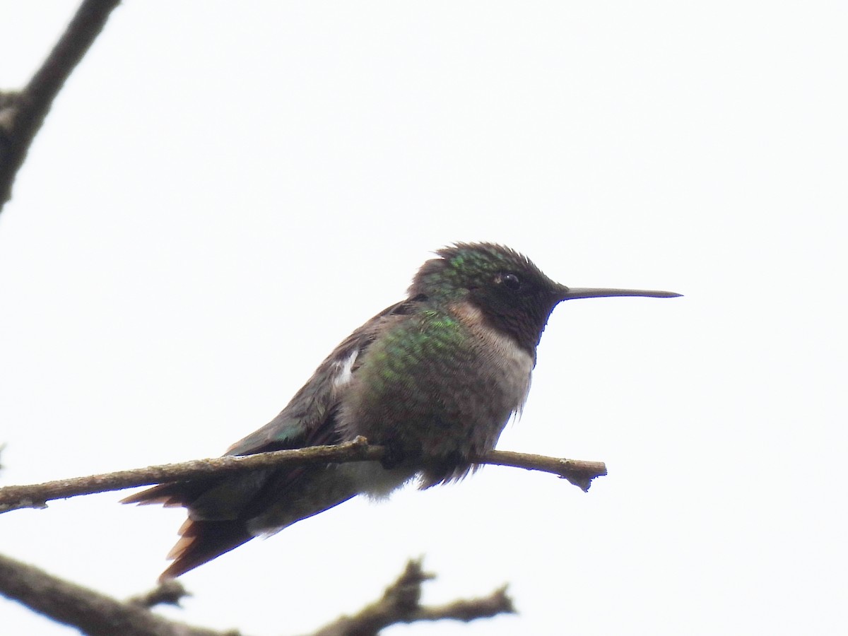 Ruby-throated Hummingbird - ML619705901