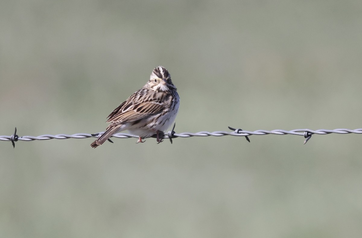 Savannah Sparrow - ML619705902