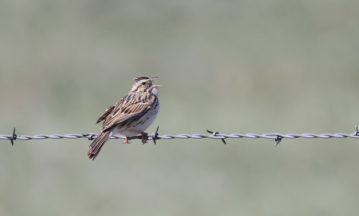 Savannah Sparrow - ML619705915