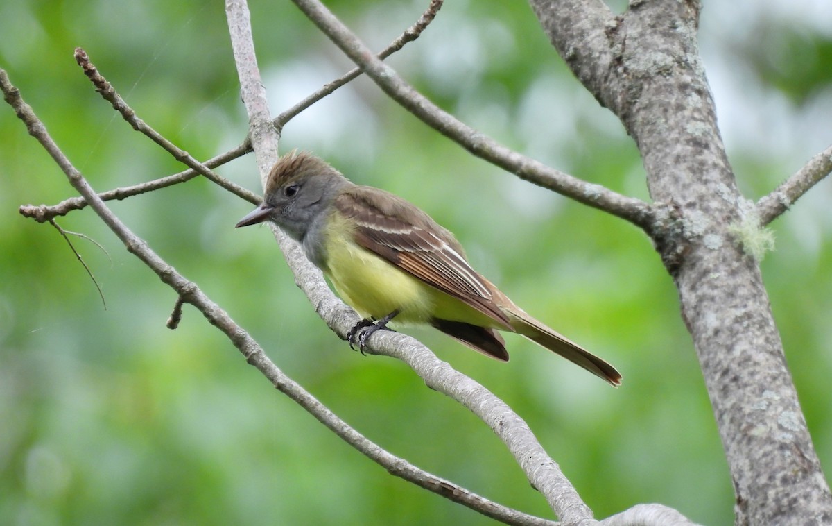 Great Crested Flycatcher - ML619705948