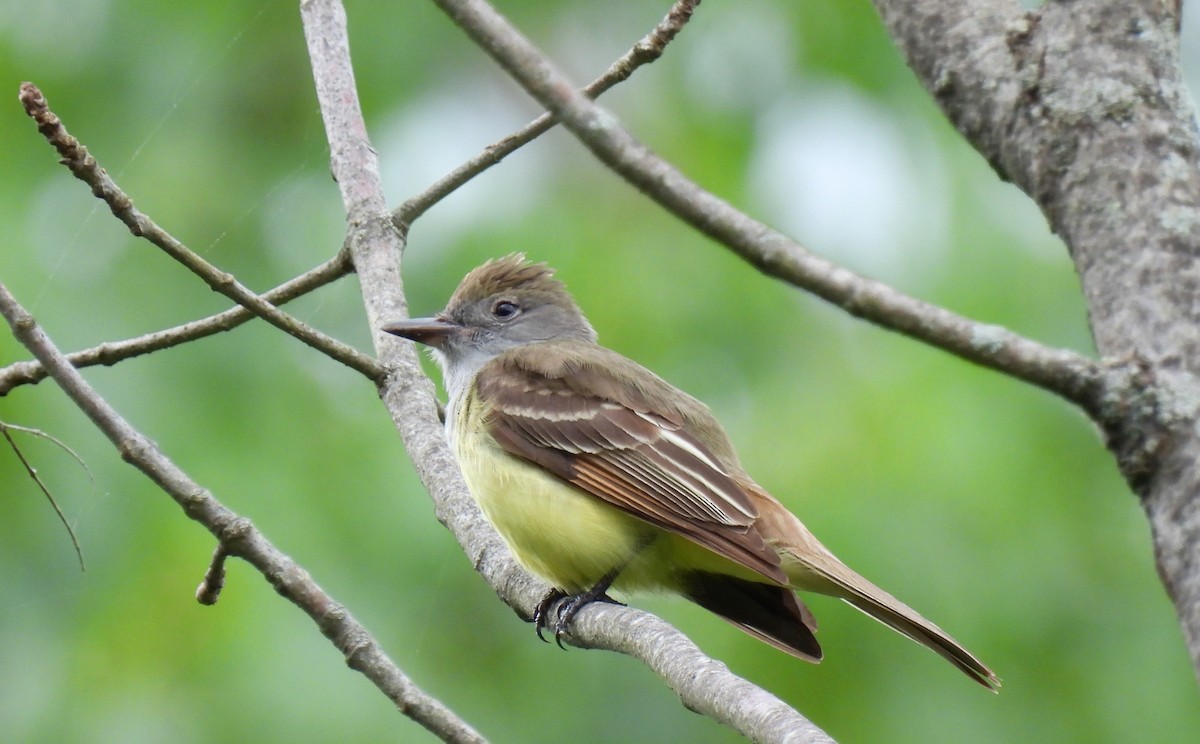 Great Crested Flycatcher - ML619705953