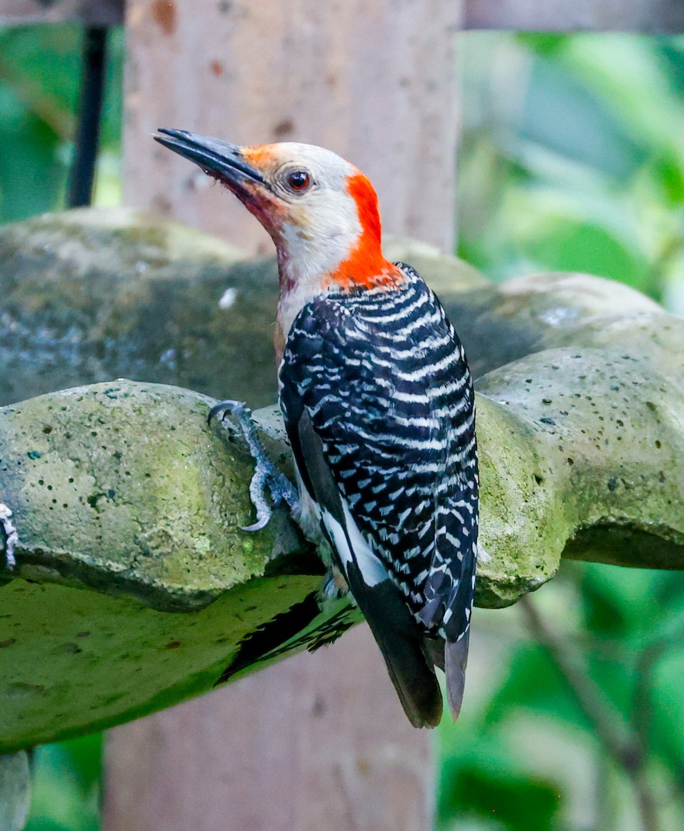 Red-bellied Woodpecker - ML619705968