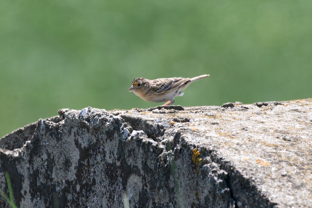 Grasshopper Sparrow - ML619705970